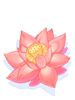 Lotus Flower